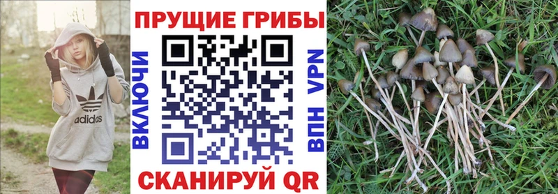 KRAKEN сайт  Свободный  Псилоцибиновые грибы Magic Shrooms 